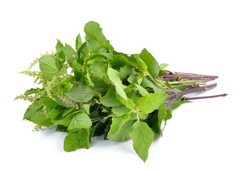 Basil leaves in spray zxcvbnmqwert