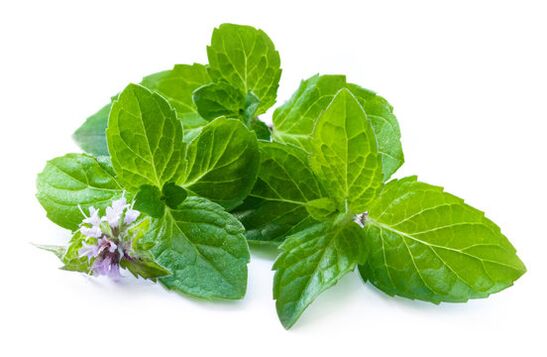 Mint leaves in spray zxcvbnmqwert